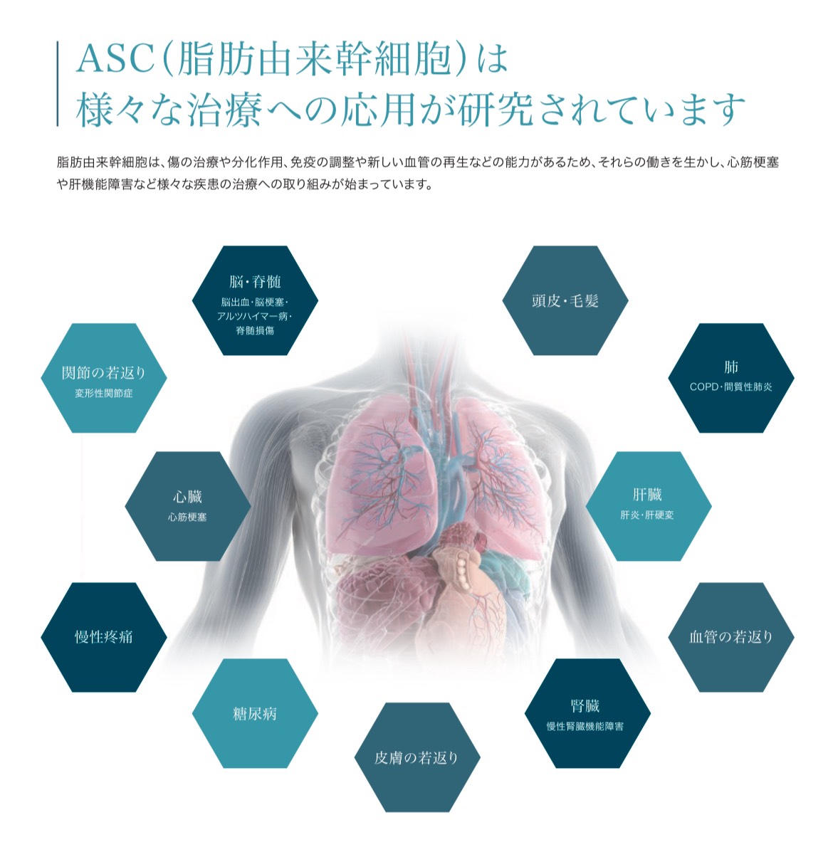 ASC(脂肪由来幹細胞)