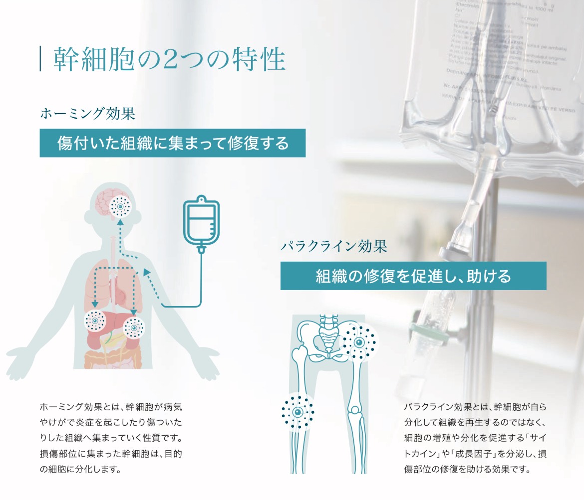 幹細胞の2つの特性